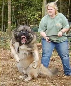 国产原创恶犬视频,揭秘狗狗的另类魅力