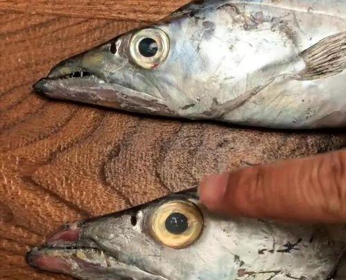 国产最好的带鱼视频,探寻最佳带鱼视频背后的美味传奇