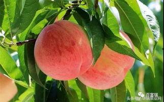 国产桃子促销视频大全,促销视频大全亮点集锦