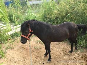 国产驯化小矮马视频,萌态可掬的田园新宠