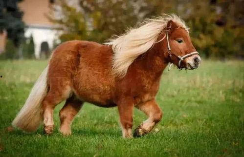 国产驯化小矮马视频,萌态可掬的田园新宠