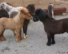 国产驯化小矮马视频,萌态可掬的田园新宠