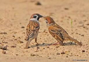 国产麻雀还有多少只呢视频,数量揭秘与保护行动