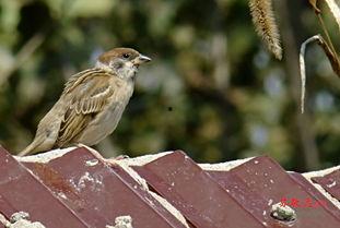 国产麻雀还有多少只呢视频,数量揭秘与保护行动