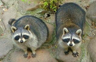 国产浣熊养得熟吗视频