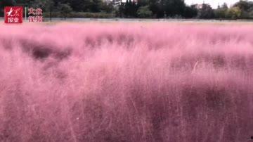 国产成人乱子视频网站  第3张