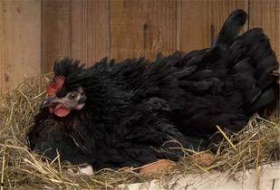 猫吃国产生牛肉好吗视频,猫咪美食新选择，品质与营养的双重保障